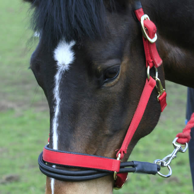 ezyloader head collar adapter